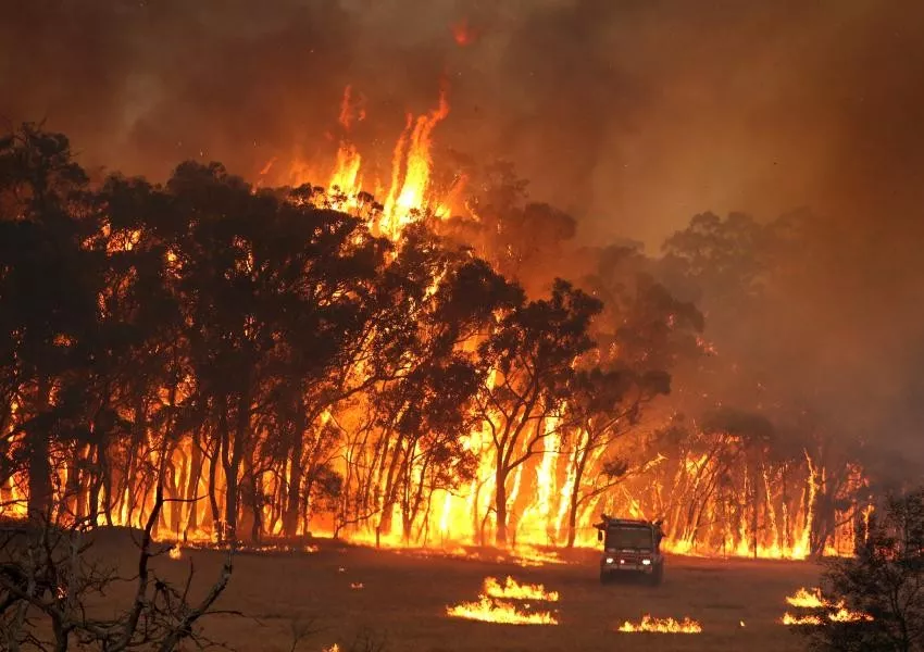 史无前例的山火灾后重建：澳大利亚失去的和所希望的 - 3