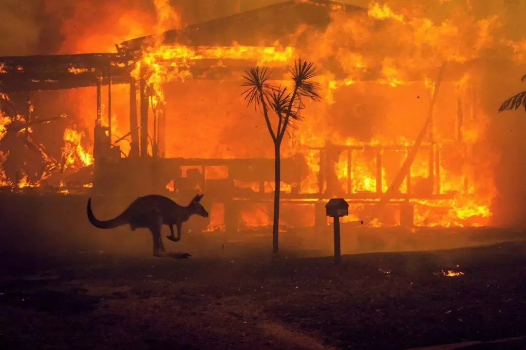 史无前例的山火灾后重建：澳大利亚失去的和所希望的 - 4