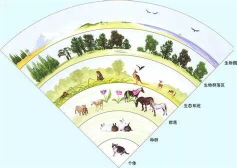 史无前例的山火灾后重建：澳大利亚失去的和所希望的 - 11