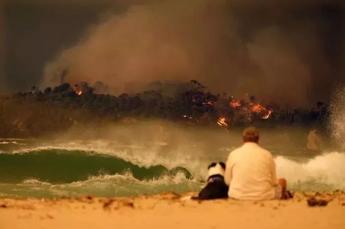 史无前例的山火灾后重建：澳大利亚失去的和所希望的 - 8