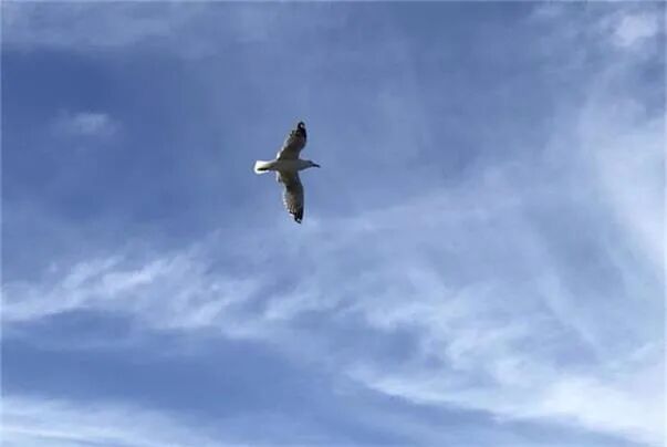 Nearmap搏“空”: 做空者的危险赌局？ - 2