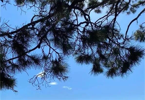 【突发】智能软件公司Nuix悉尼办公室遭联邦警署突击搜查 - 1