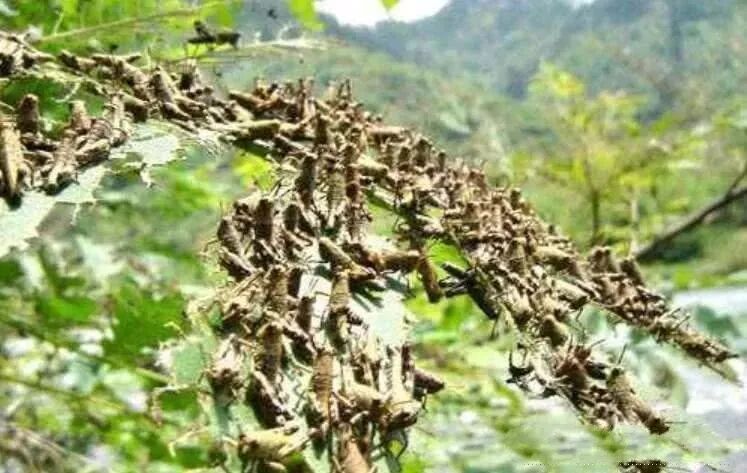 一个非洲国家已经宣布全国进入紧急状态 澳大利亚面临类似情况的风险有多大 - 2