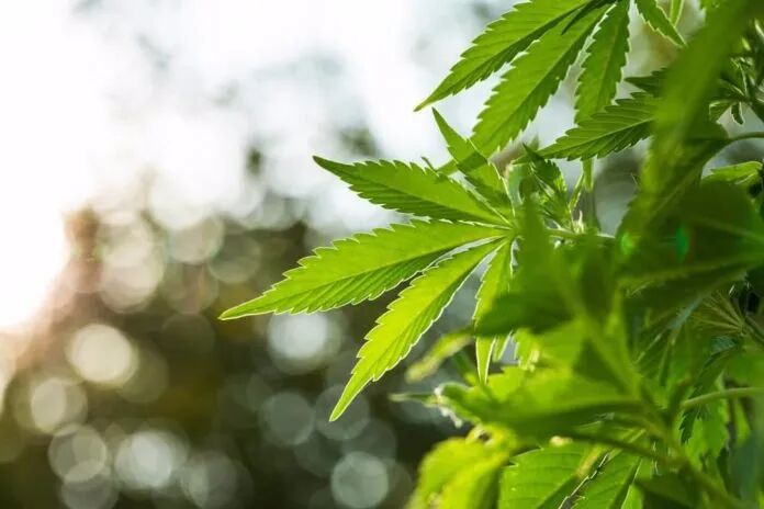 海外＋国内市场齐头并进　药用大麻研发商Q３营收增长135％ - 4