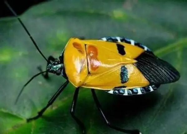 北流另类美食油炸狗屁虫这道菜你敢吃吗