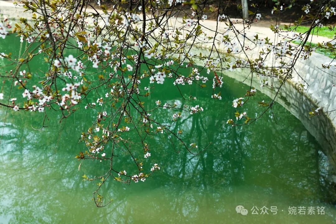 在春天你一定被红叶李亲吻过