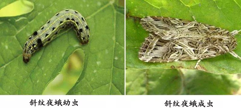 夜蛾诱捕器 绿色生态防控 智慧农林业物联网 入侵生物综合防控 广州瑞丰生物科技有限公司