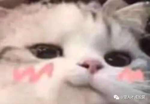 活动篇 | 搞宠物医院也可以当管理？联合就可以！