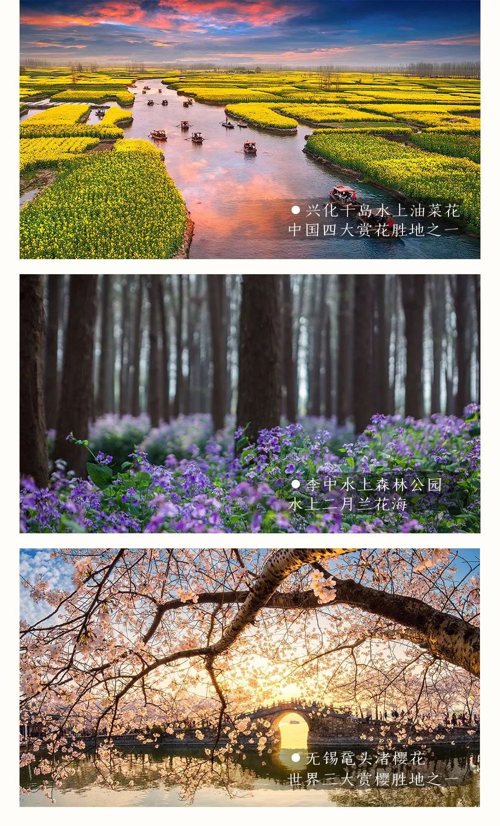 【游苏杭】 个园-瘦西湖-千垛油菜花-水上森林-鼋头渚樱花-苏州拙政园--狮子林奇石-杭州西湖-千岛湖 品味古城，赏千秋粉黛！