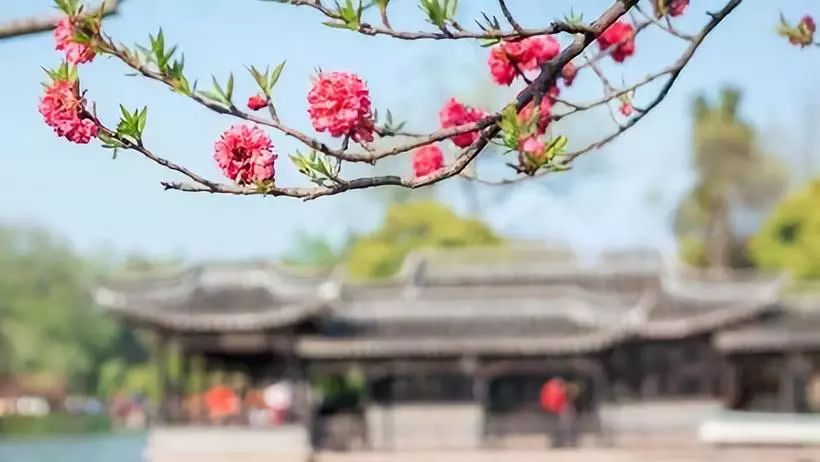 【游苏杭】 个园-瘦西湖-千垛油菜花-水上森林-鼋头渚樱花-苏州拙政园--狮子林奇石-杭州西湖-千岛湖 品味古城，赏千秋粉黛！