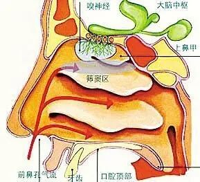 儿童鼻息肉的成因及预防