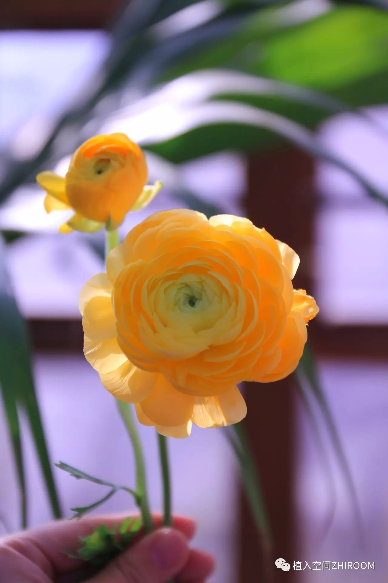 (经典的黄色花毛茛)