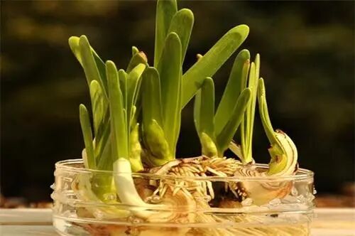 盆栽水仙花 是水培好还是土栽好 热点讯息网