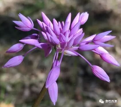 聪明的植物 紫色流苏 Purple Tassels 野性西澳 微信公众号文章阅读 Wemp