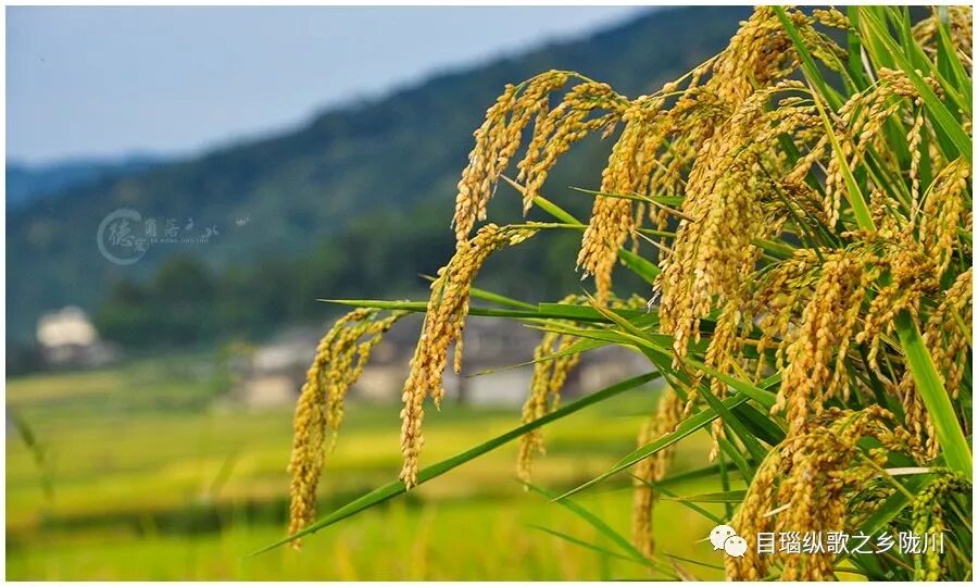 农民丰收节诗词_中国农民丰收节是哪一天_丰收节是哪一天