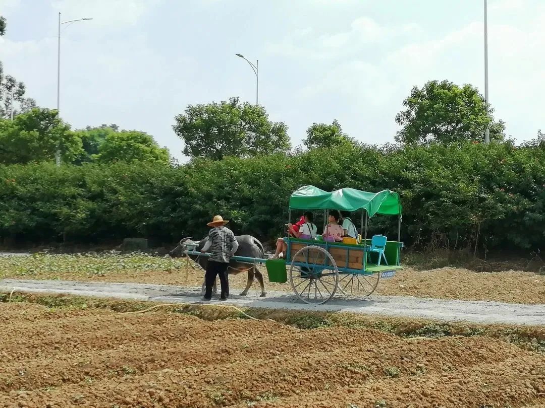 道滘飞鸭开心农场图片