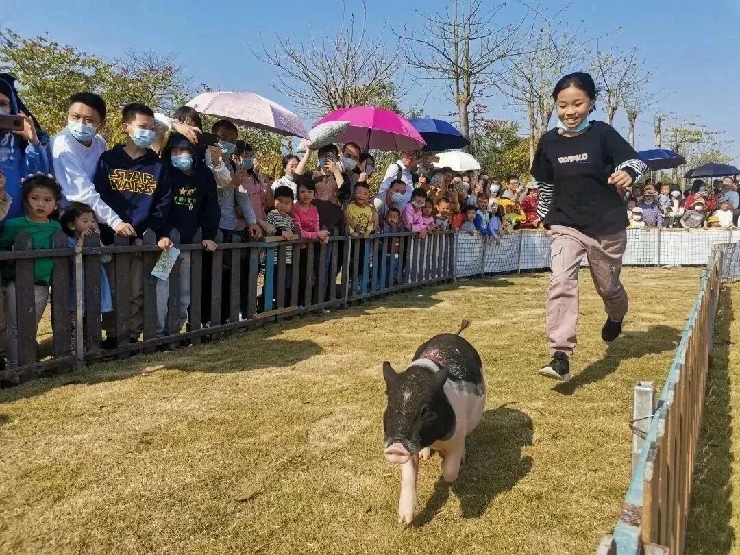 28元起抢麻涌飞鸭开心农场门票!玩1整天也玩不完!_项目_孩子_秋千