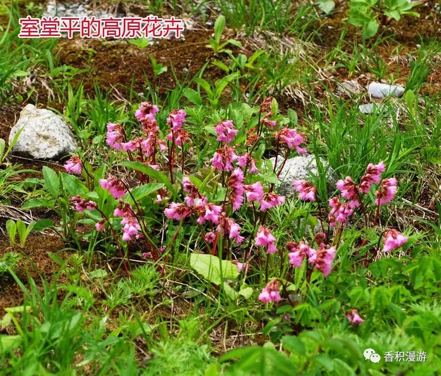 飞騨山脉绿一夏之四 穿山越岭从黑部到立山 香积漫游 微信公众号文章阅读 Wemp