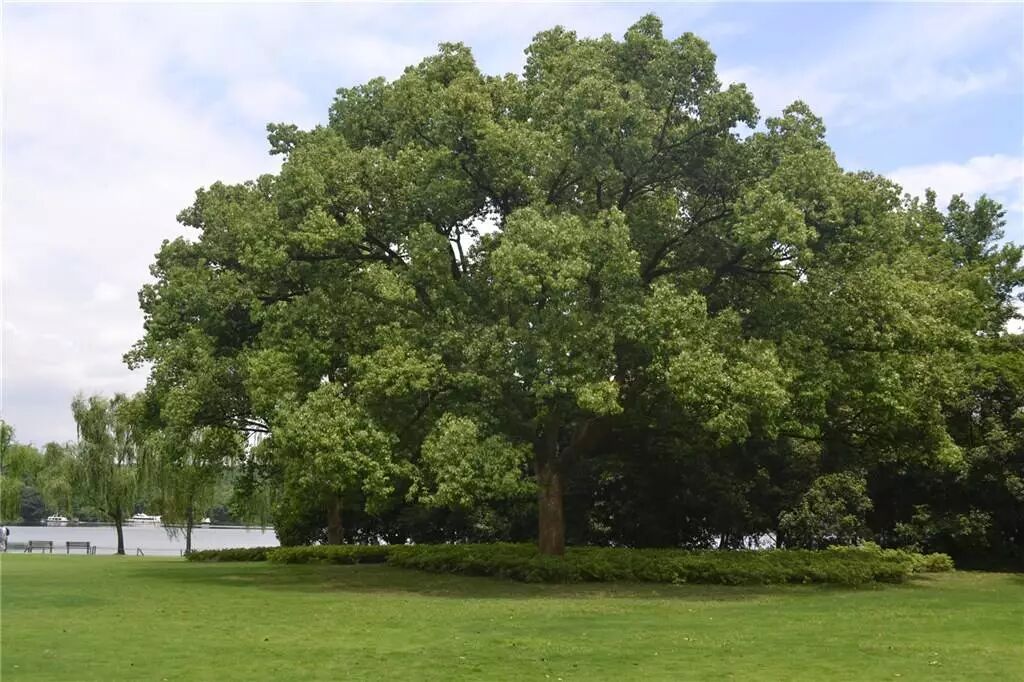 给头皮”卸个妆”