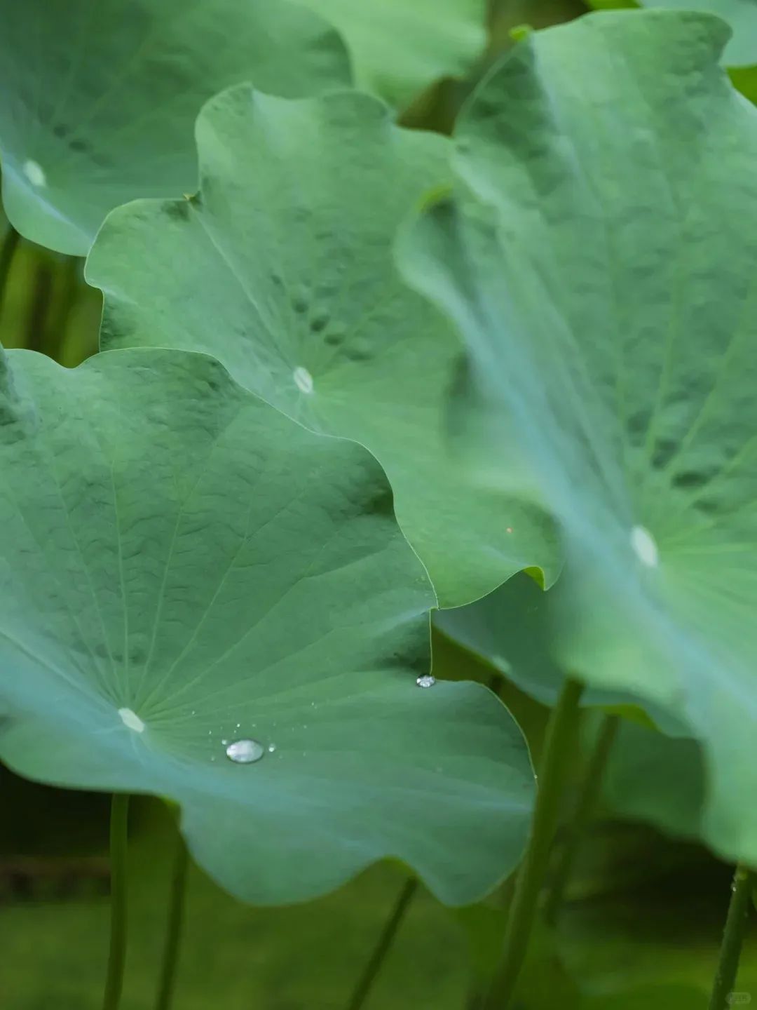 芒种意味着什么