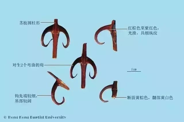 與「狗」有關的中藥 未分類 第3張