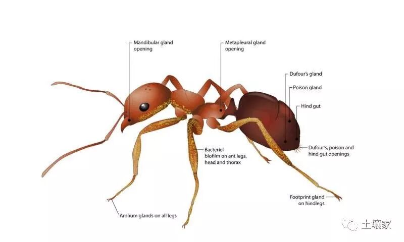 蚂蚁可防治植物14种病害