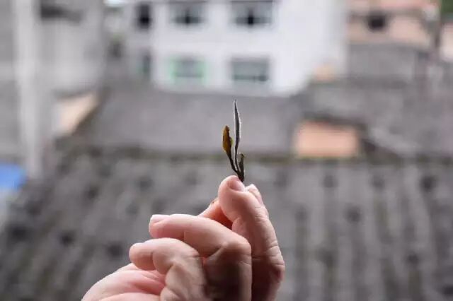 人到中年，最奢侈的生活半卷闲书一壶茶