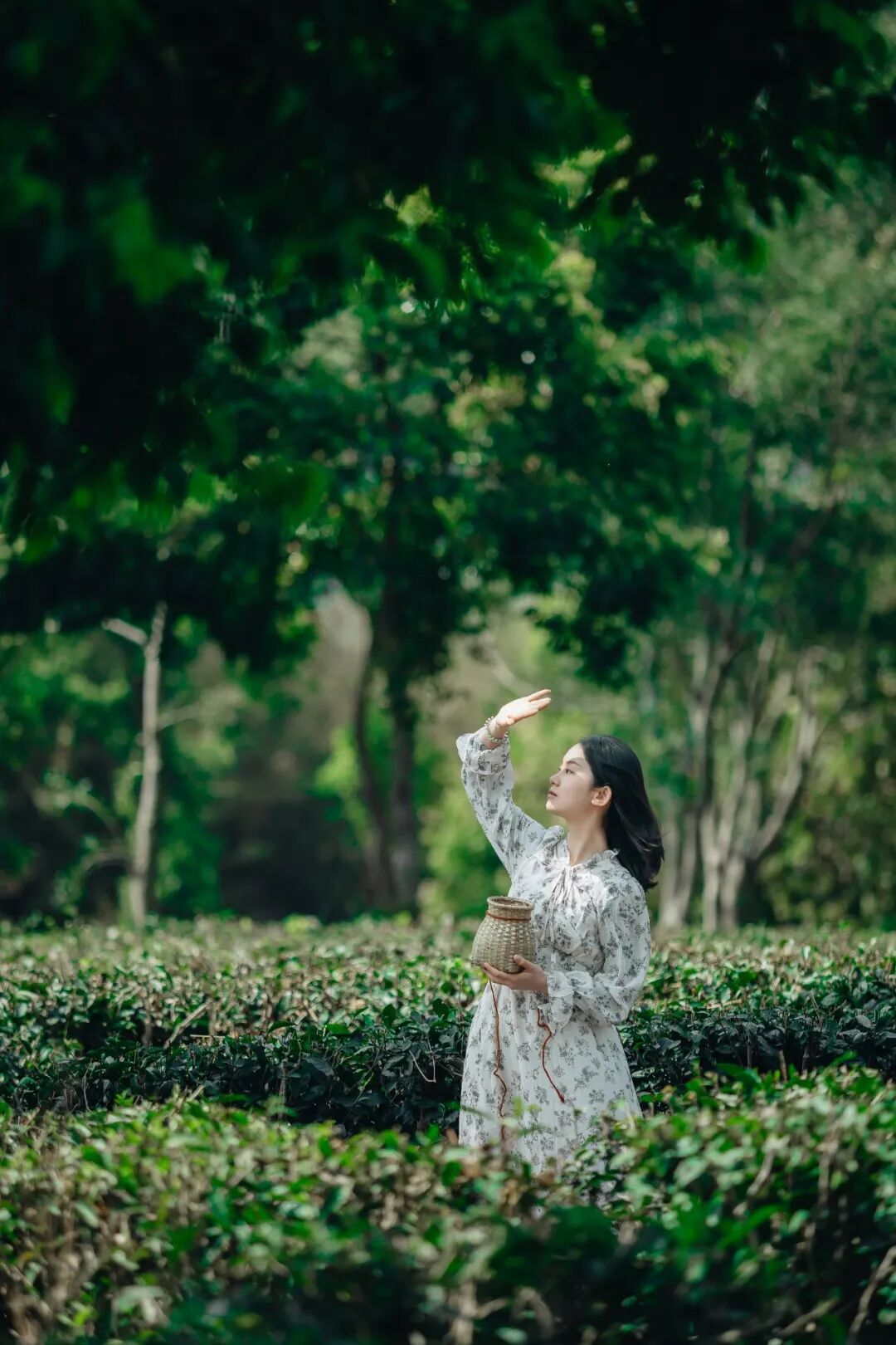 清远市英德红星茶厂游客在踏青采茶游玩。清远日报签约摄影师 陈汝毅 摄