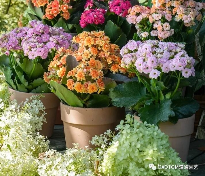 长寿花冬季怎么养殖开花？长寿花冬季如何养护