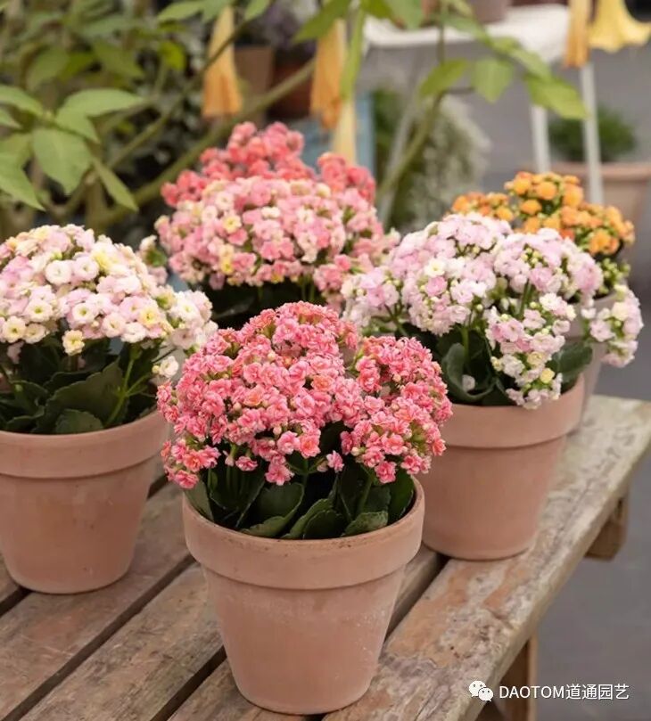 长寿花冬季怎么养殖开花？长寿花冬季如何养护