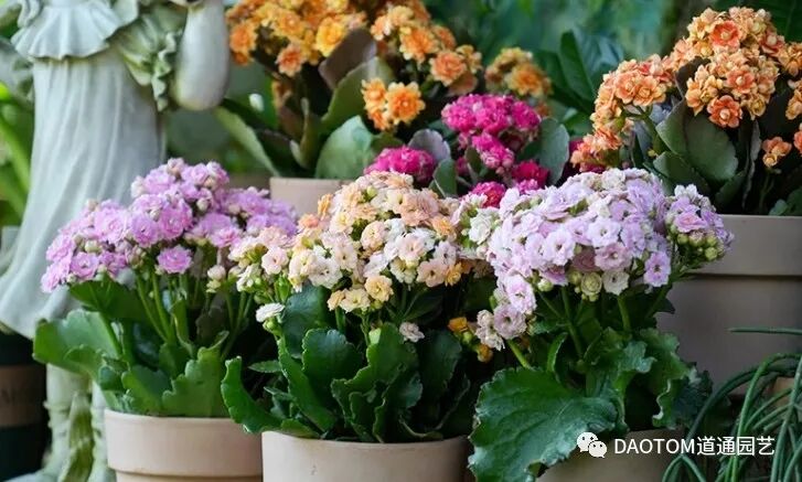 长寿花冬季怎么养殖开花？长寿花冬季如何养护