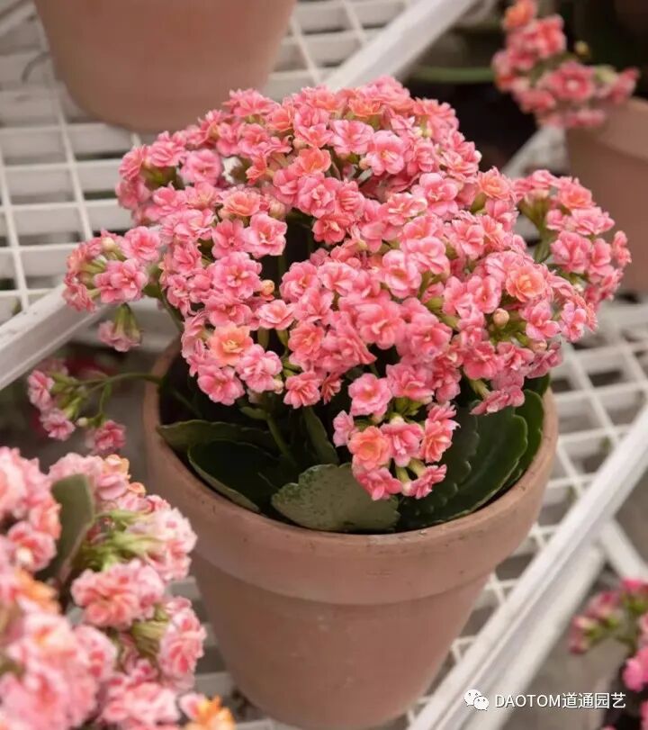 长寿花冬季怎么养殖开花？长寿花冬季如何养护