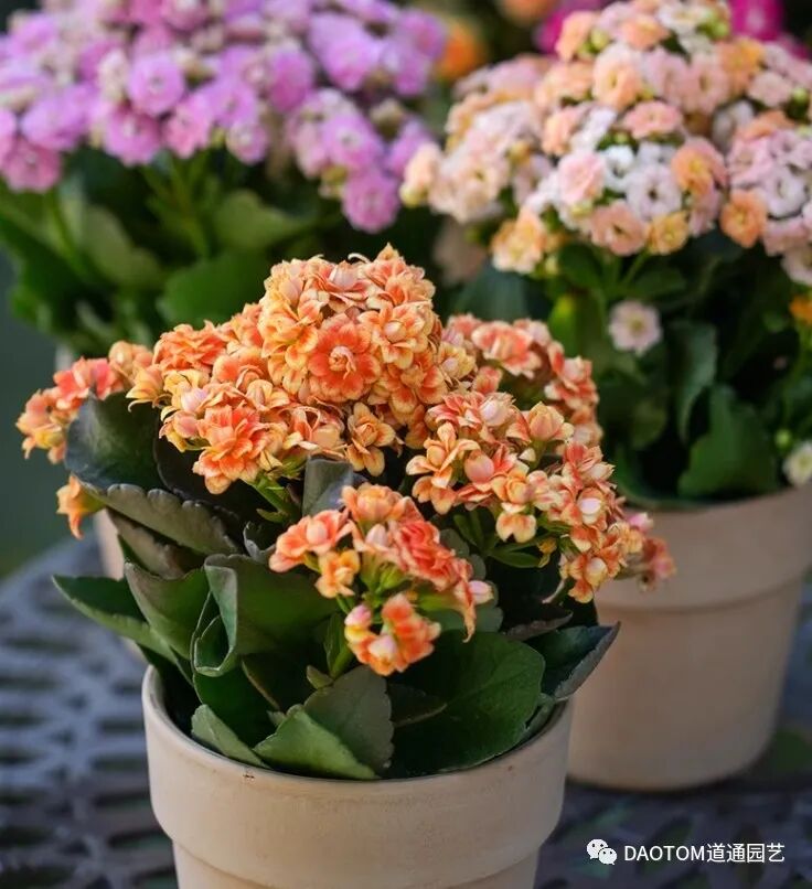 长寿花冬季怎么养殖开花？长寿花冬季如何养护