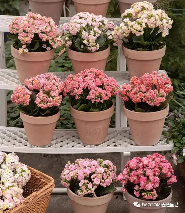 长寿花冬季怎么养殖开花？长寿花冬季如何养护