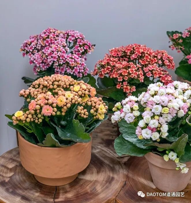 长寿花冬季怎么养殖开花？长寿花冬季如何养护