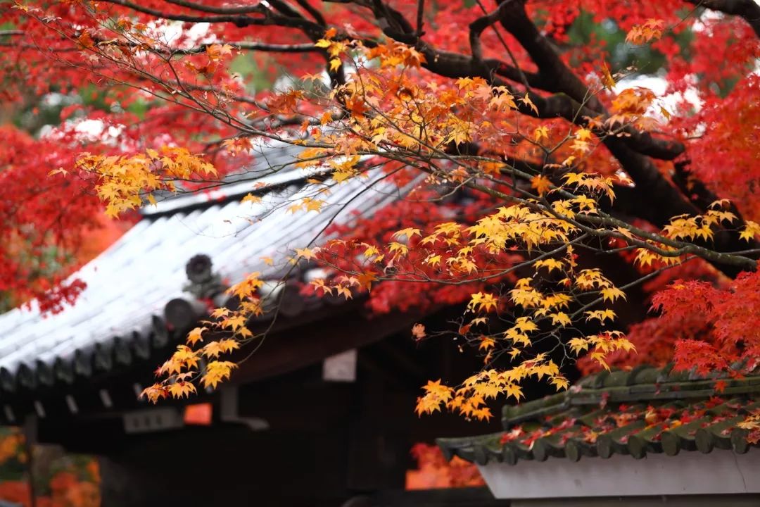 庭院種什麼樹好？有些樹真不能亂栽！ 家居 第31張