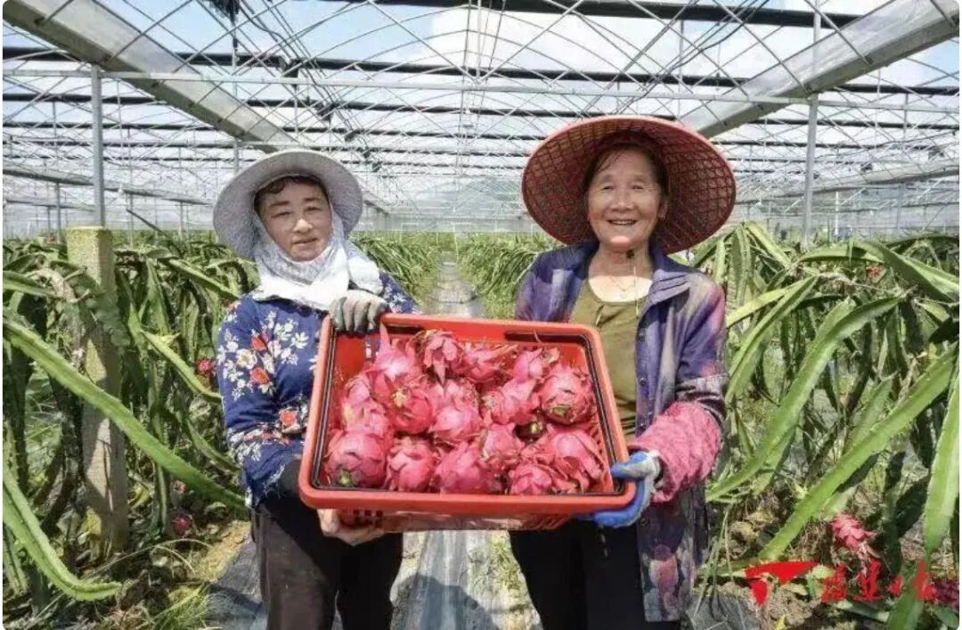 春风吹满仓！看福建如何点亮“强农”“兴农”梦