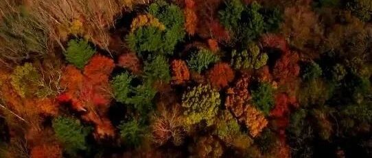 最佳观赏期！这些景区半价优惠，这里得提前一天预约……