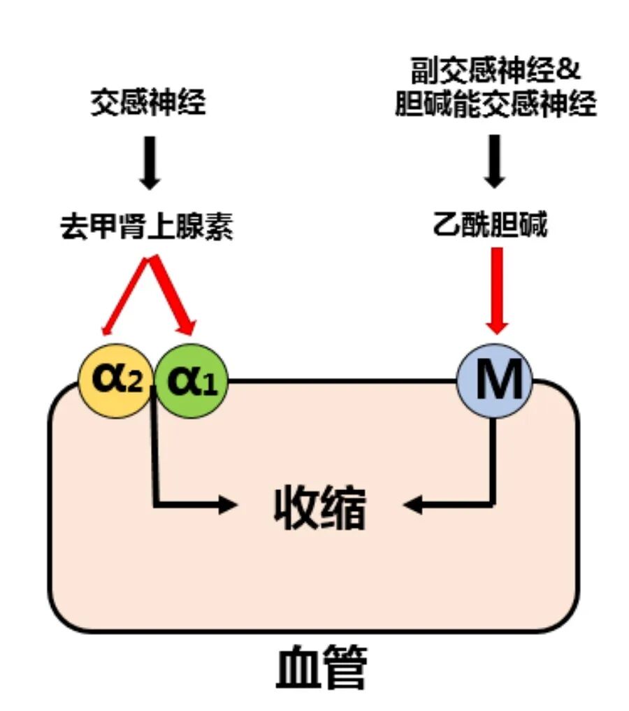 中频为什么可以消炎【设备介绍】消炎镇痛效果好——中频电治疗仪_https://www.jmylbn.com_新闻资讯_第4张