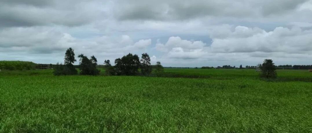 每个人心中都有一棵苇草 | 祝振玉