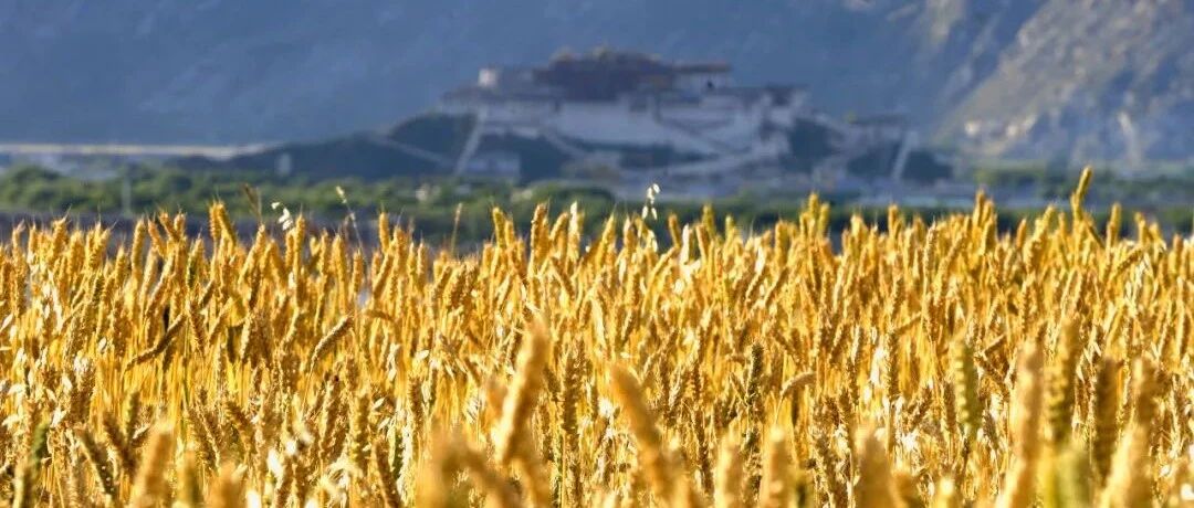 拉萨的北京中路 | 吉米平阶