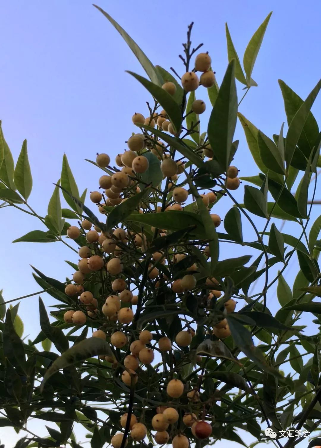 楊月英 從年宵花到豆苗盆景 文匯筆會 微文庫