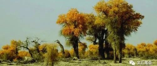 胡杨树下 | 胡廷楣