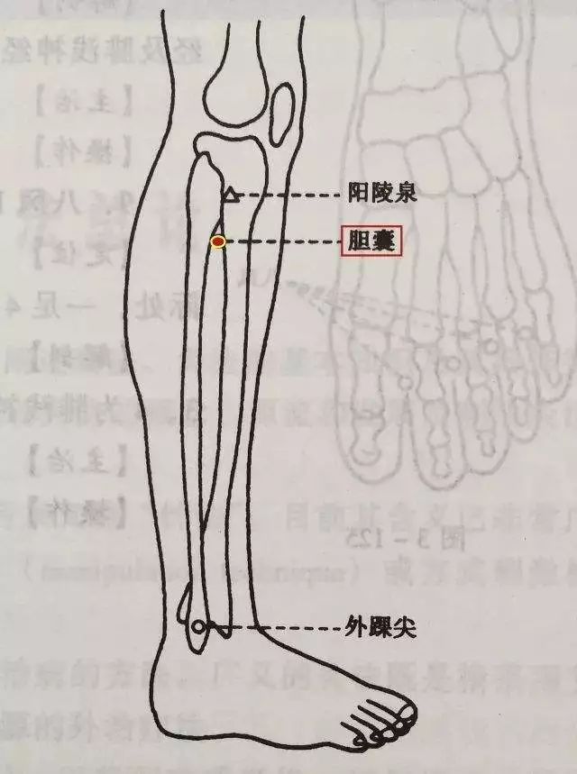 胆囊穴