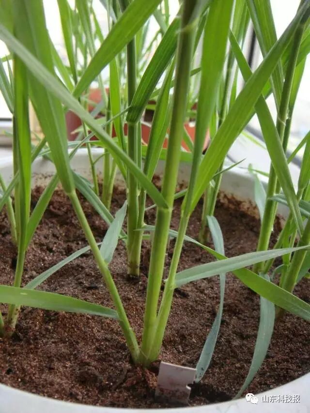 【敲黑板划重点】都说"春华秋实",可你知道上巳节麦田里拔节抽穗的