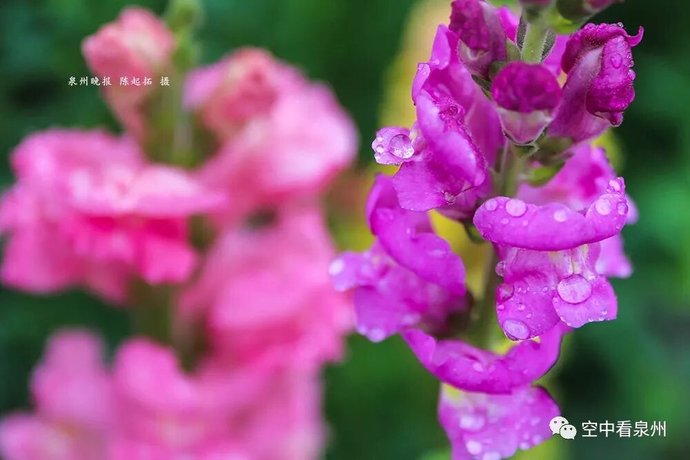 怎么区分草金鱼和金鱼_金鱼草花期_丰满多肉的大美屁股女图