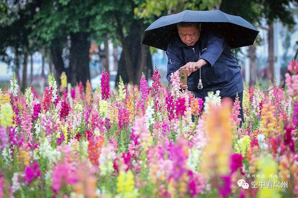丰满多肉的大美屁股女图_怎么区分草金鱼和金鱼_金鱼草花期