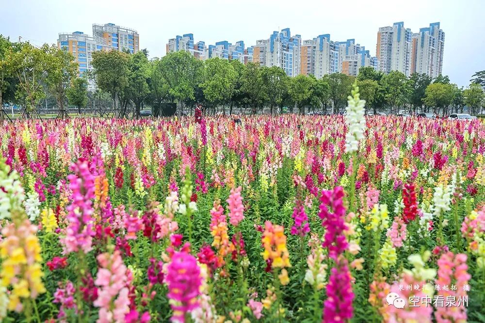 怎么区分草金鱼和金鱼_丰满多肉的大美屁股女图_金鱼草花期