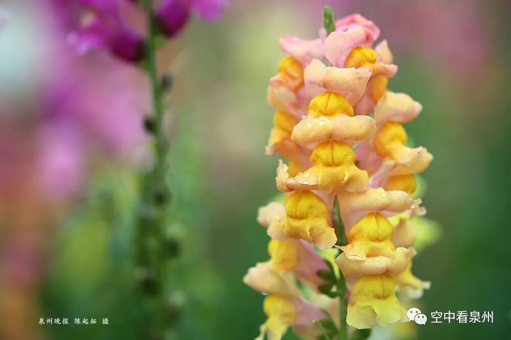 丰满多肉的大美屁股女图_怎么区分草金鱼和金鱼_金鱼草花期