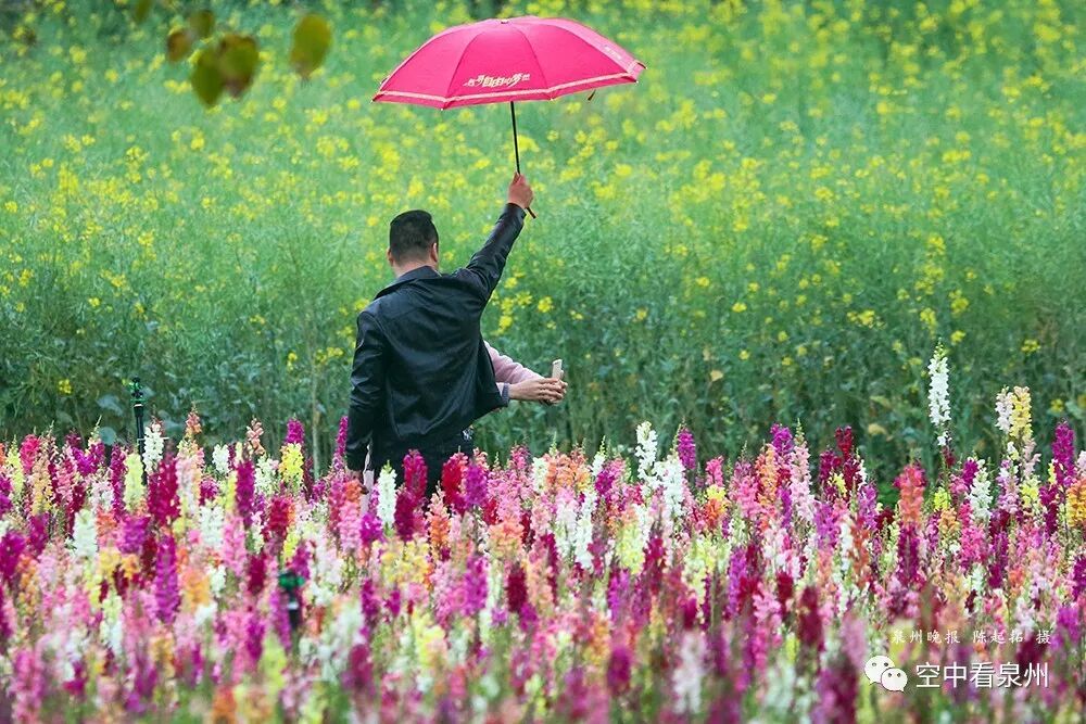 怎么区分草金鱼和金鱼_金鱼草花期_丰满多肉的大美屁股女图